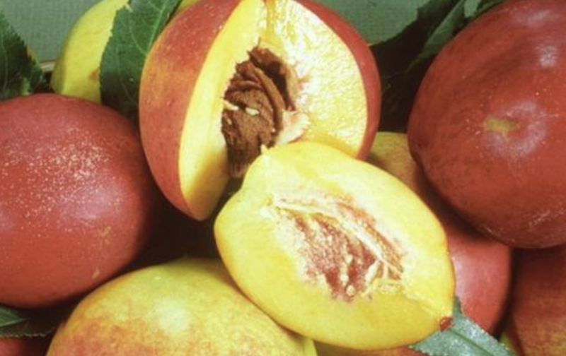 DWN Miniature Nectarine Garden Delight on Lovell $53.99