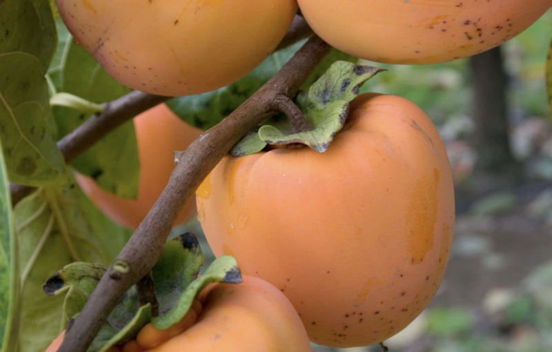 DWN Persimmon Hachiya 1/2" on D. Lotus $77.99