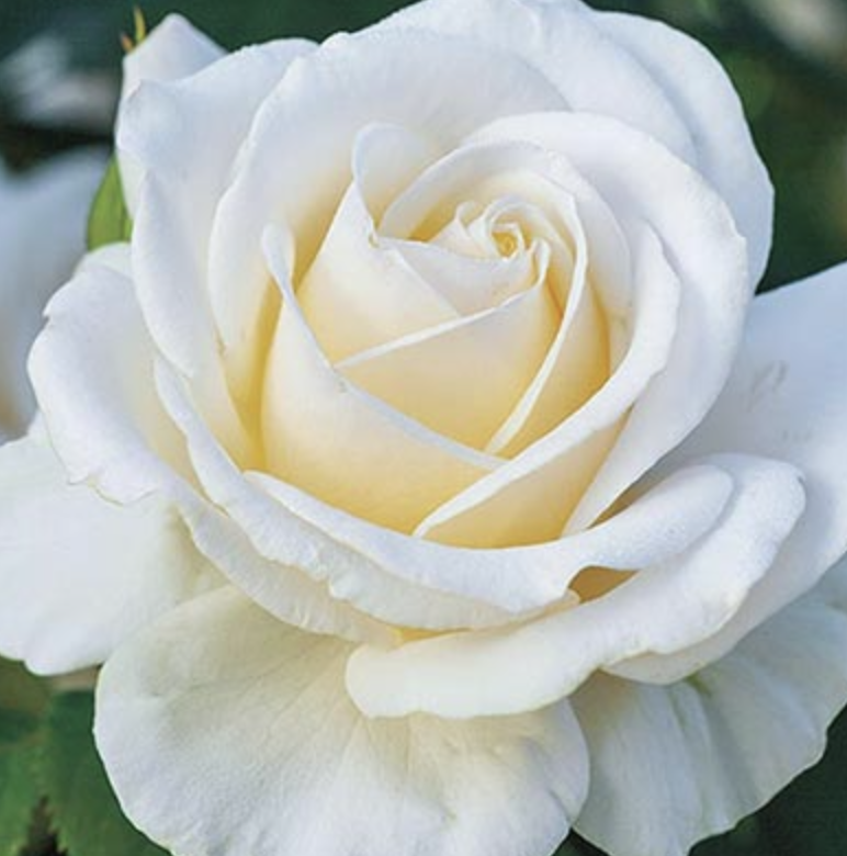 Weeks Roses Easy Spirit