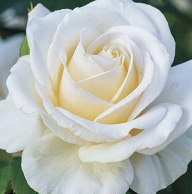 Weeks Roses Easy Spirit