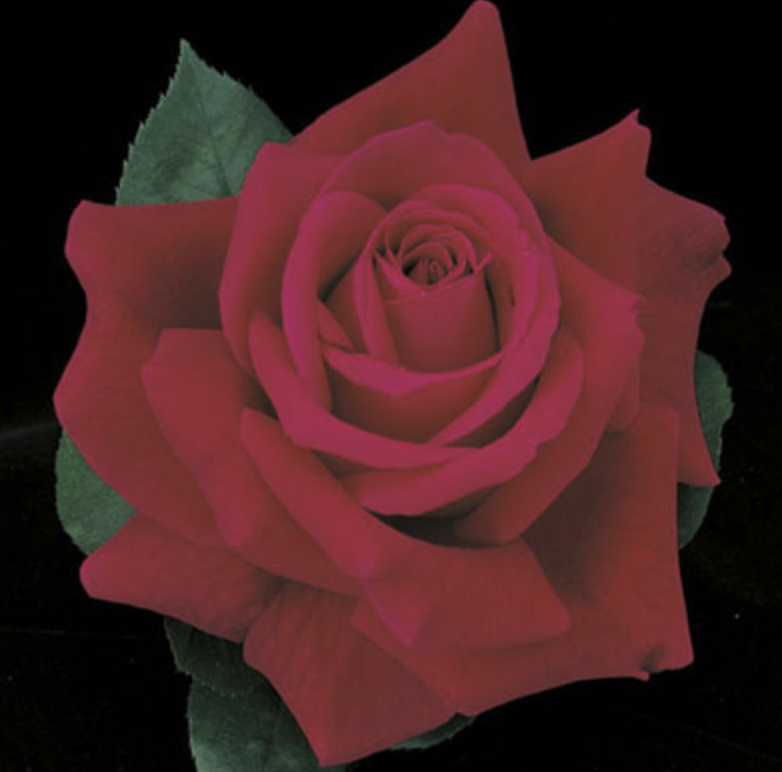 Weeks Roses Mister Lincoln (HT)