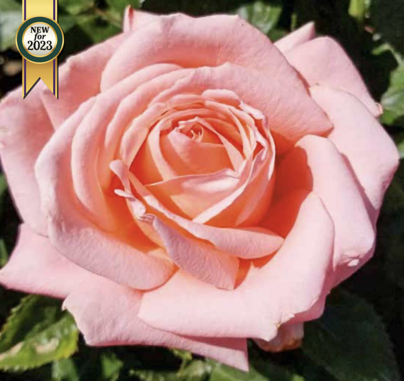 Weeks Roses Heavenly Scented (HT)