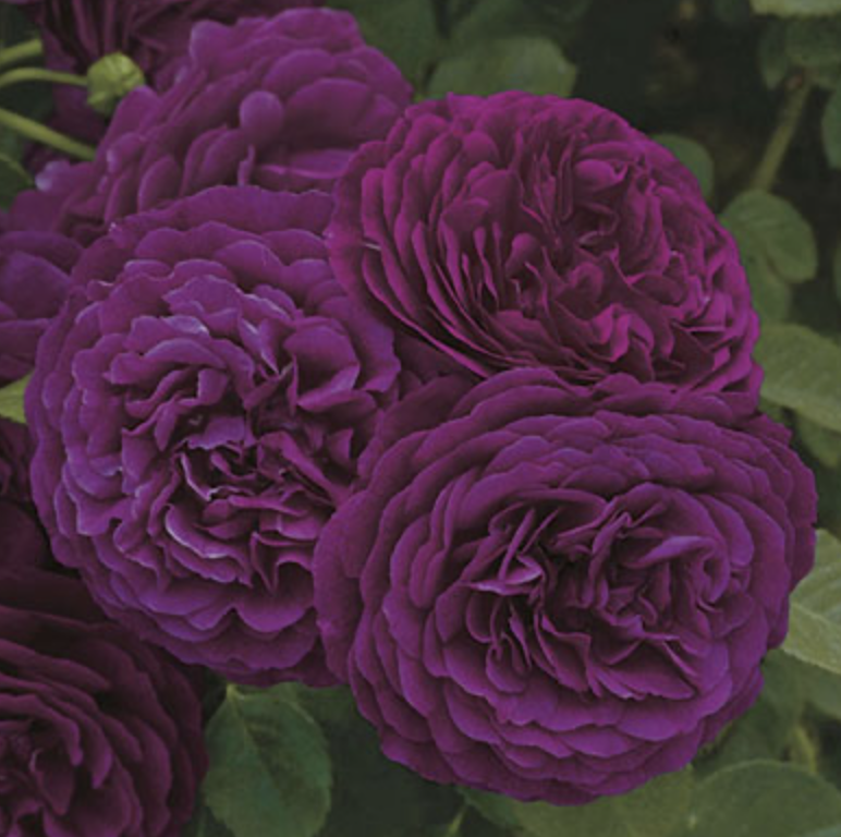 Weeks Roses Twilight Zone (GR)