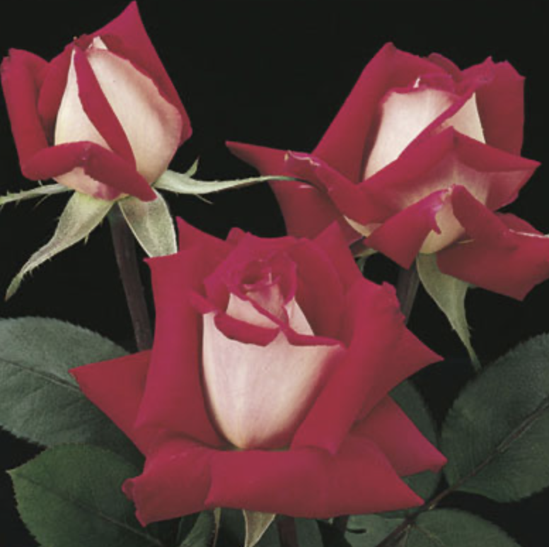Weeks Roses Love Store The Plant Foundry