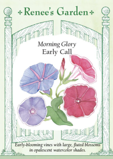 Renee's Morning Glory Early Call 5035
