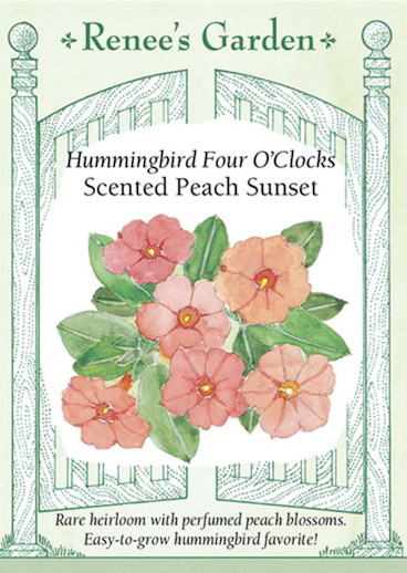 Renee's Four O' Clocks Peach Sunset 5998