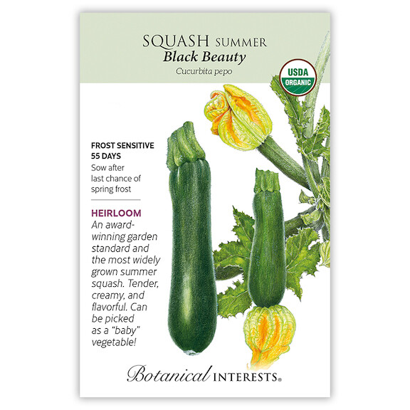 BI Squash Summer Black Beauty Org 3049