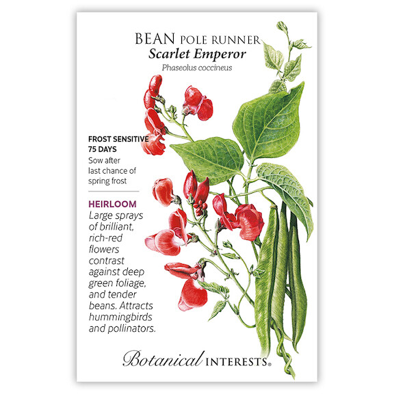 BI Bean Pole Runner Scarlet Emperor 0244