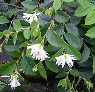 Suncrest 5Gal Loropetalum chinense