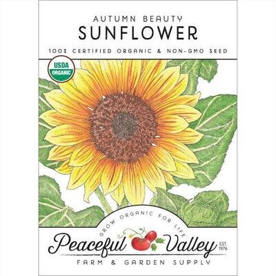 PV Sunflower Autumn Beauty Org SWF8010