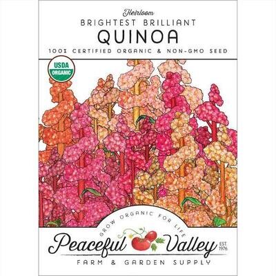 PV Quinoa Brightest Brilliant Org SNV8572