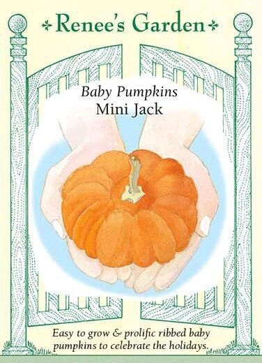 Renee's Pumpkin Mini Jack 5289