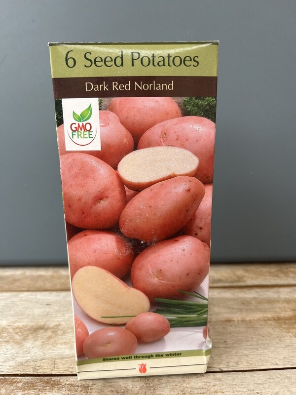 NBC Potato Conventional Dark Red Norland 