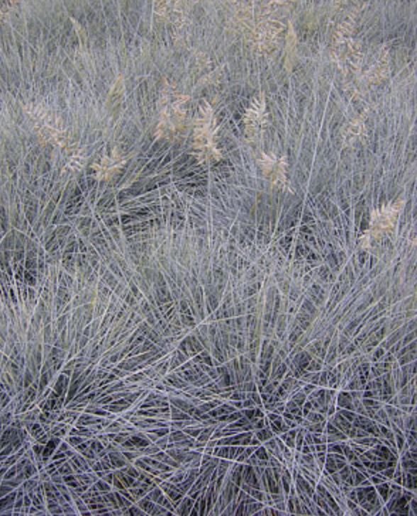 Griggs 1Gal Festuca idahoensis 'Clearwater Blue' 5353