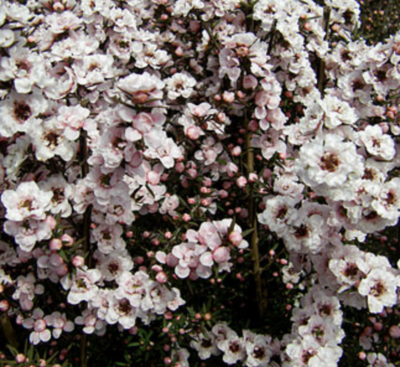 Suncrest 5Gal Leptospermum scoparium 'Apple Blossom'