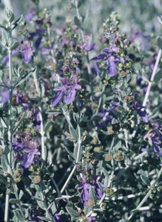 Suncrest 5Gal Teucrium fruticans 'Azureum'