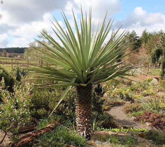 MBN 1Gal Yucca baccata 21017