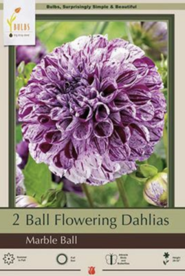 NBC Dahlia Ball Flowering Marble Ball