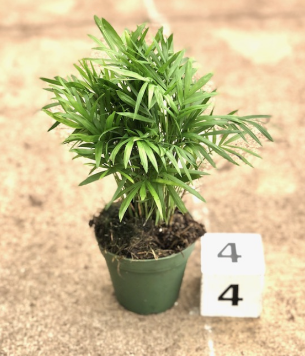 CG 4" Chamaedorea Neanthe Bella 13012