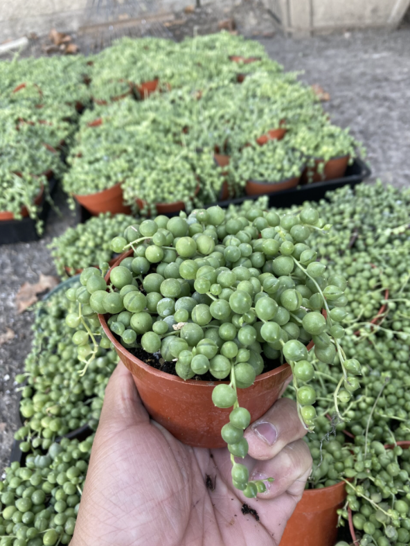 CG 4" Senecio Rowleyanus 'String of Pearls' 30510