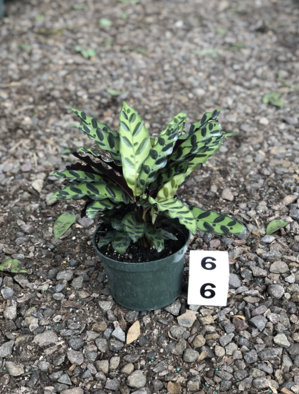 CG 6" Calathea Lancifolia 'Rattlesnake' 12310