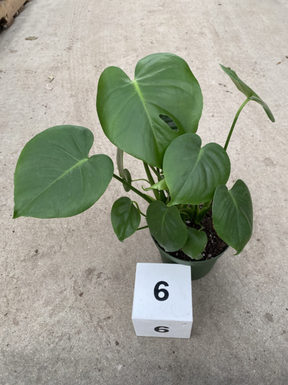 CG 6" Monstera Deliciosa "Split Leaf" 35335