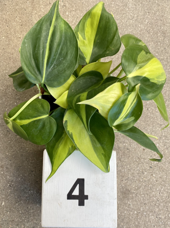 CG 4" Philodendron Cordatum 'Brasil' 13020