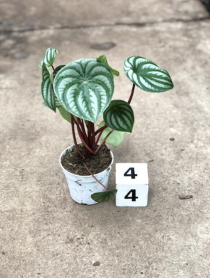 CG 4" Peperomia Watermelon 30031