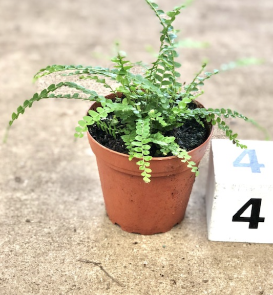 CG 4" Fern Lemon Button 13030