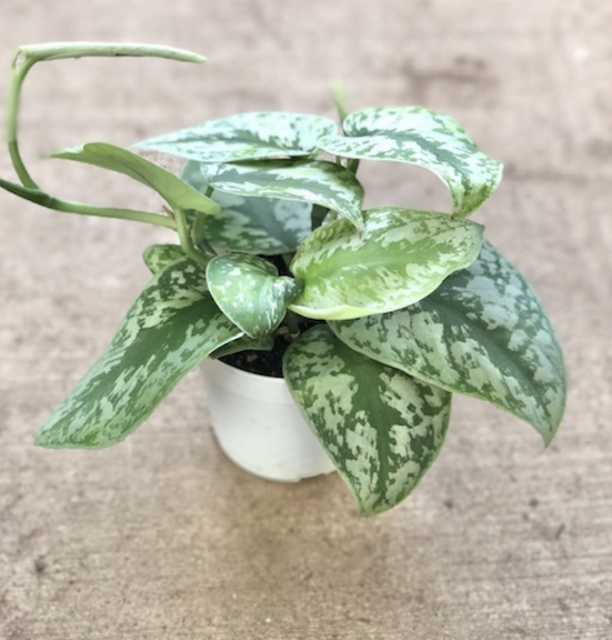 CG 4" Pothos Silver Splash 13027