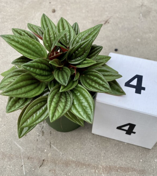 CG 4" Peperomia Rosso 13350