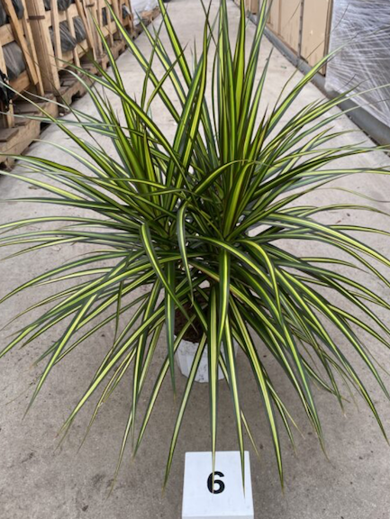 CG 6" Dracaena Marginata Sunray 27283