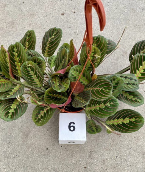 CG 6" Maranta Red 22456