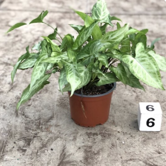 CG 6" Syngonium White Butterfly 22460