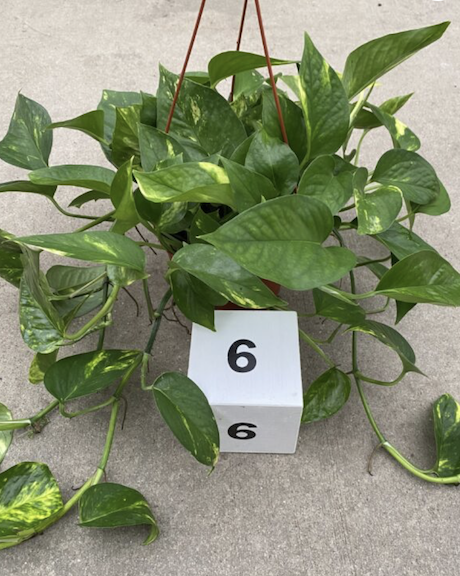 CG 6" Pothos Golden 31074