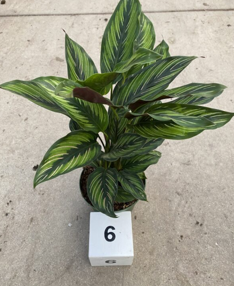 CG 6" Calathea Beauty Star 29720