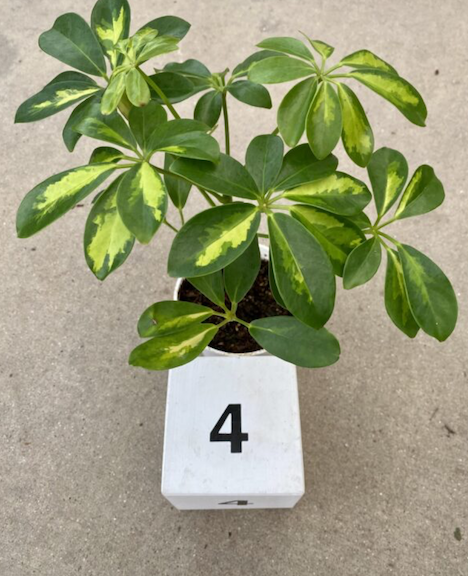CG 4" Schefflera Arboricola Gold Capella 32888