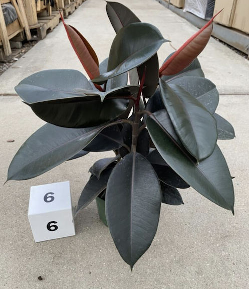 CG 6" Ficus Decora Burgundy Multi 30706