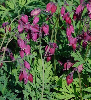 Suncrest 1Gal Dicentra 'Bacchanal'