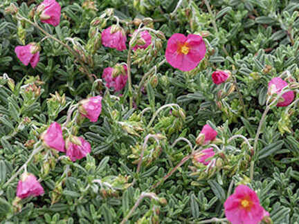 Griggs 1Gal Helianthemum nummularium 'Ben Hope' 15563