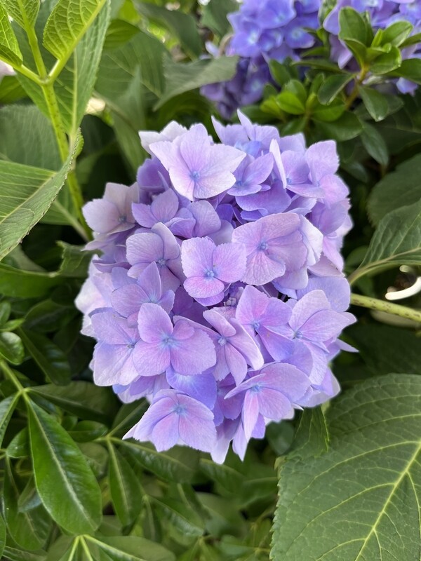 HN 3Gal Hydrangea ES The Original PL