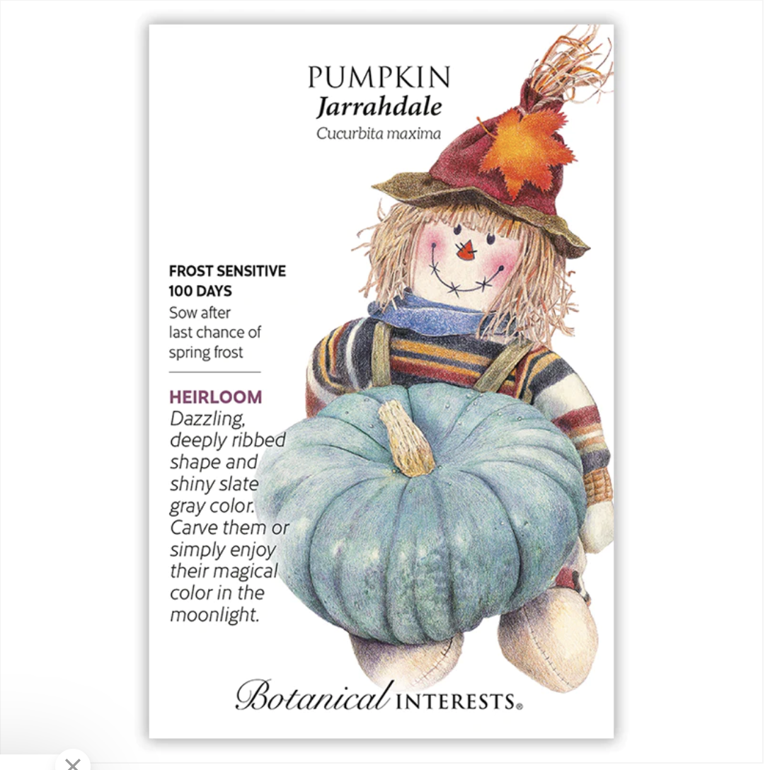 BI Pumpkin Jarrahdale 0197