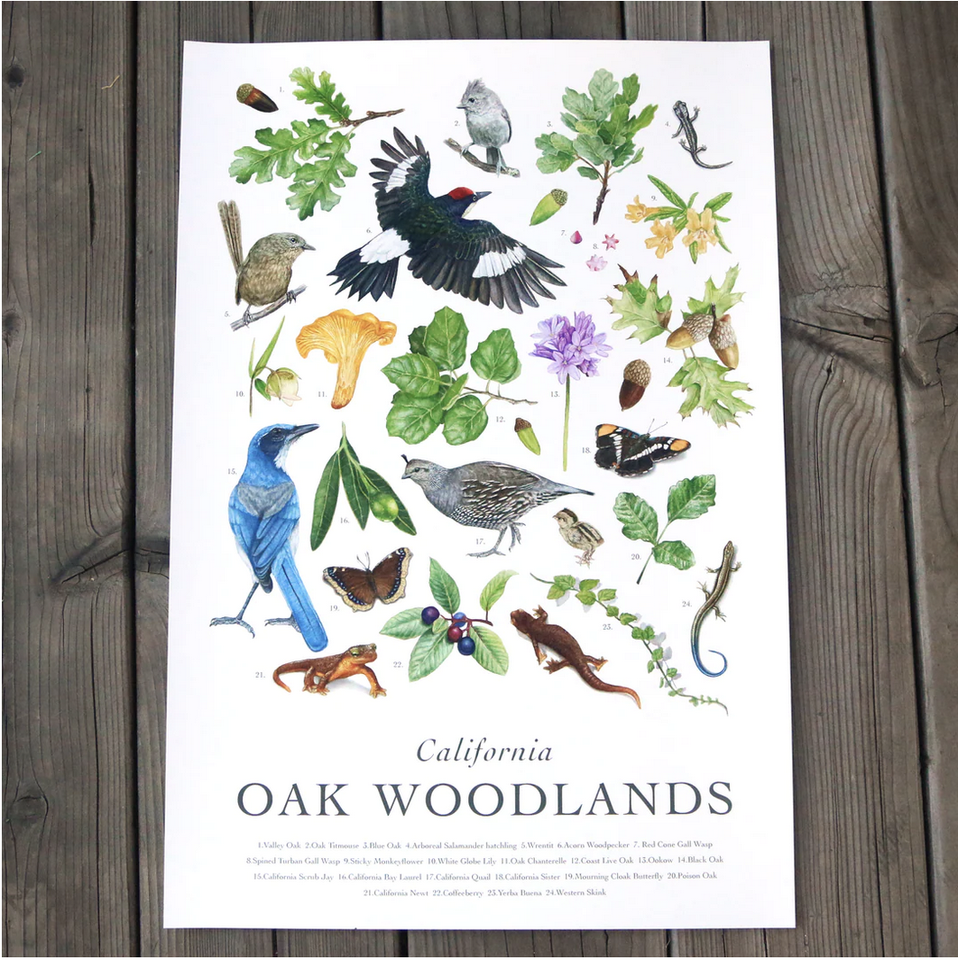 CBS California Oak Woodlands Poster 13x19 (#P10168)