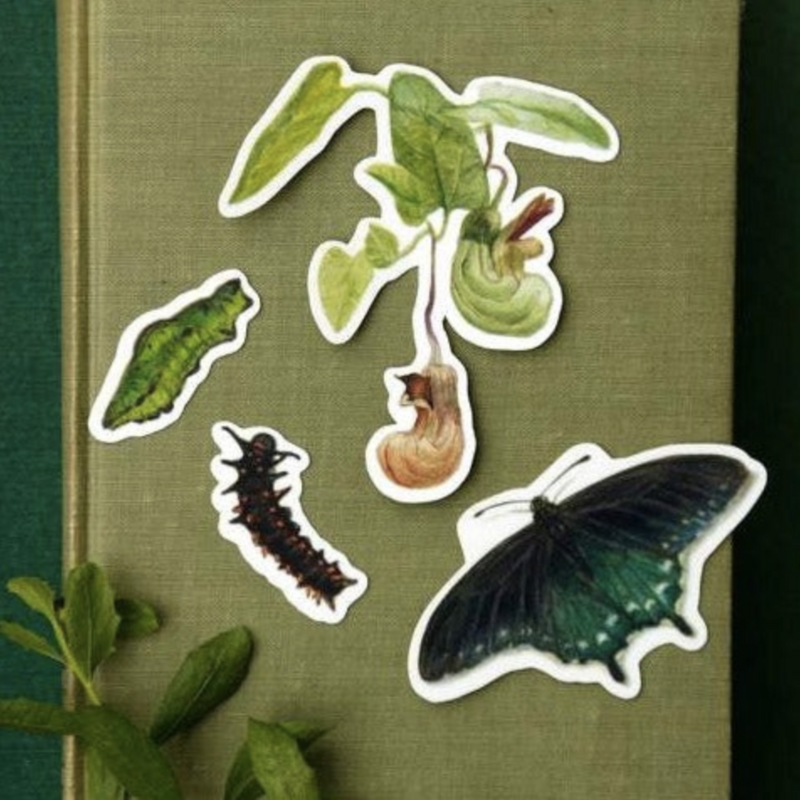 CBS Pipevine Swallowtail Metamorphosis Stickers