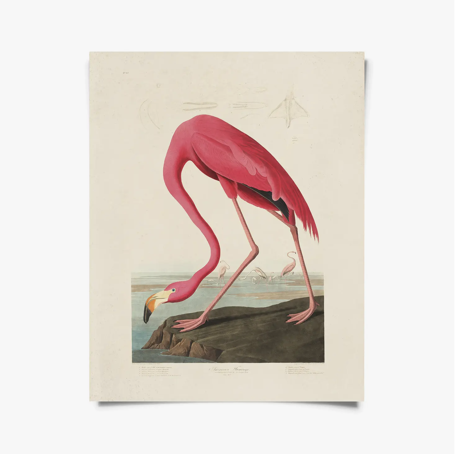 CP Vintage Audubon Flamingo Bird Print