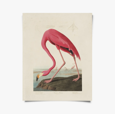 CP Vintage Audubon Flamingo Bird Print