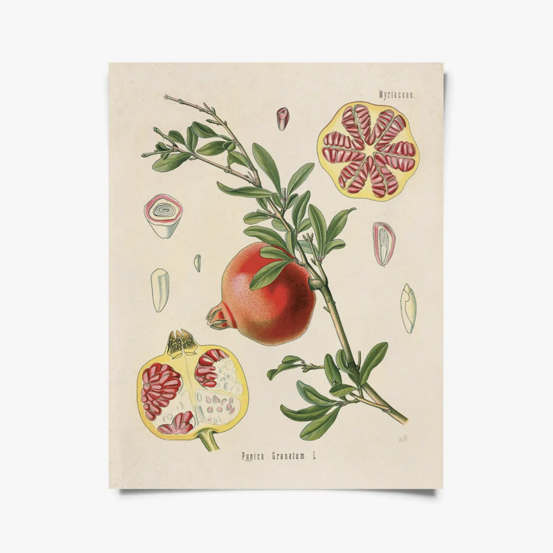 CP Vintage Botanical Pomegranate Fruit Print B041