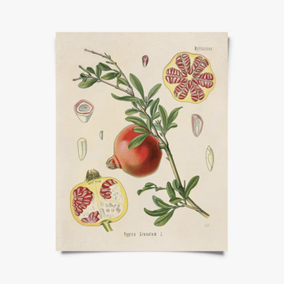 CP Vintage Botanical Pomegranate Print