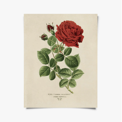 CP Vintage Botanical Red Jack Rose Print