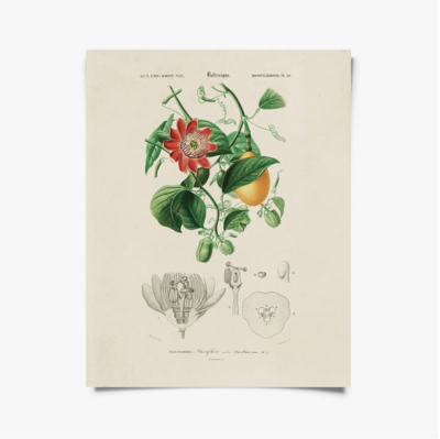 CP Vintage Botanical Passion Flower Print